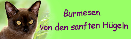 Banner- Cattery Burmesen von den sanften Hügeln