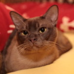 Unser Burmakater Callahan