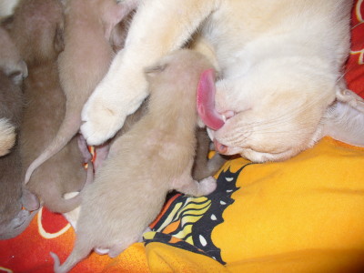 Osiris liebt Kitten über alles