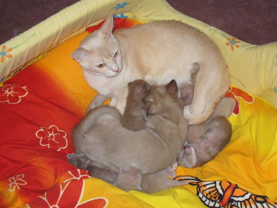 Unser neuer Zuchtkater Balthasar beim Naschen