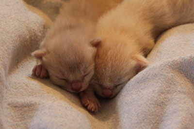 Burmakitten schlafen immer mit Körperkontakt