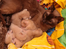 Burmakitten P-Wurf