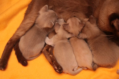 Burmakitten beim Nuckeln