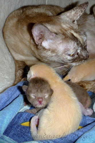 neugeborene Burmakitten