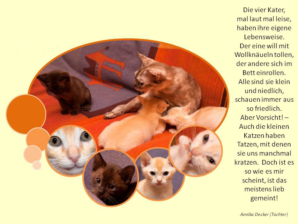 Wir haben Kitten