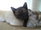Thumbs/tn_IMG_0790.jpg