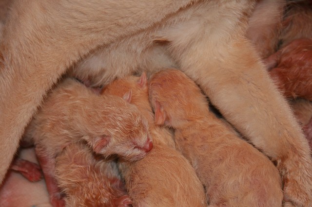 ../Images/Burmakitten_F_001.jpg