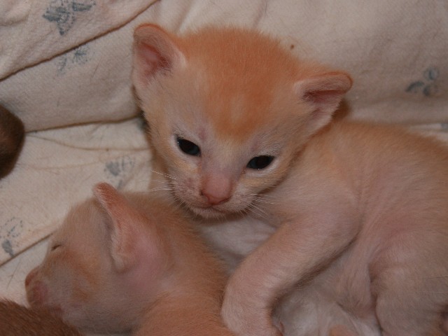 ../Images/Burmakitten_F_005.jpg