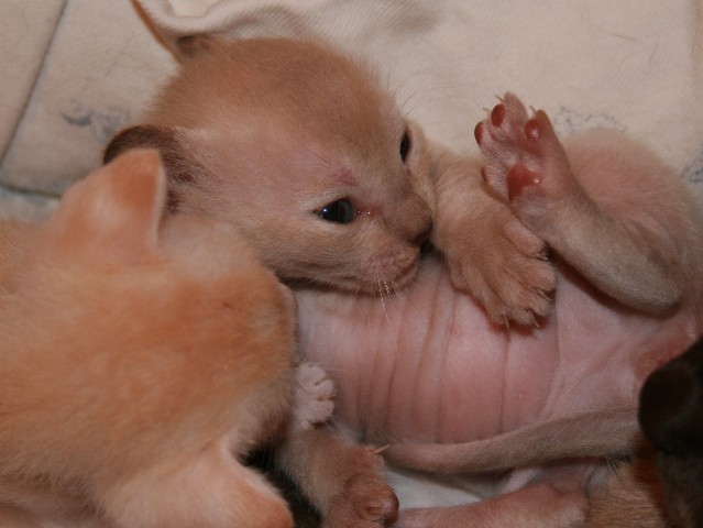 ../Images/Burmakitten_F_006.jpg