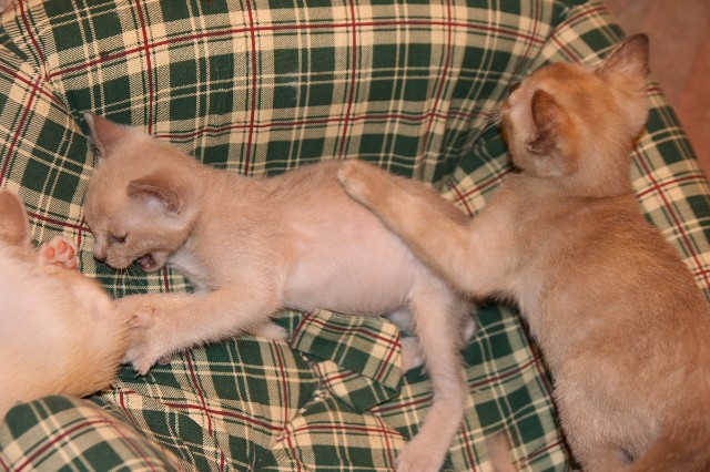 ../Images/Burmakitten_F_022.jpg