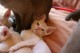 Thumbs/tn_Burmakitten_F_017.jpg