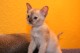 Thumbs/tn_Burmakitten_F_018.jpg