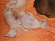 Thumbs/tn_Burmakitten_F_019.jpg