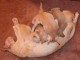 Thumbs/tn_Burmakitten_F_020.jpg