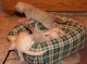 Thumbs/tn_Burmakitten_F_021.jpg