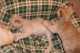 Thumbs/tn_Burmakitten_F_022.jpg
