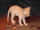 Thumbs/tn_Fabian_001.jpg