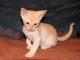 Thumbs/tn_Farfarello_001.jpg