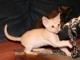 Thumbs/tn_Farfarello_002.jpg